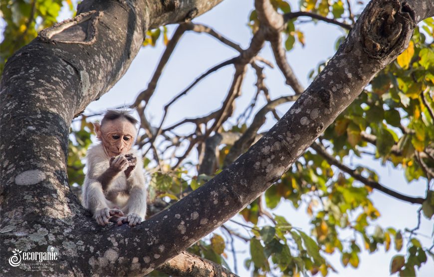 Monkey sitting in the tree of wildernest bandipur