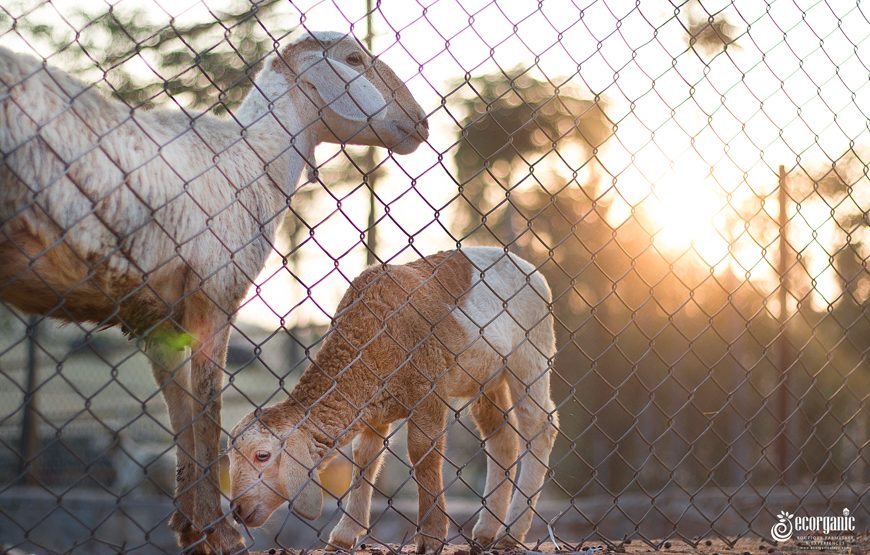 goats of forest stay in bandipur