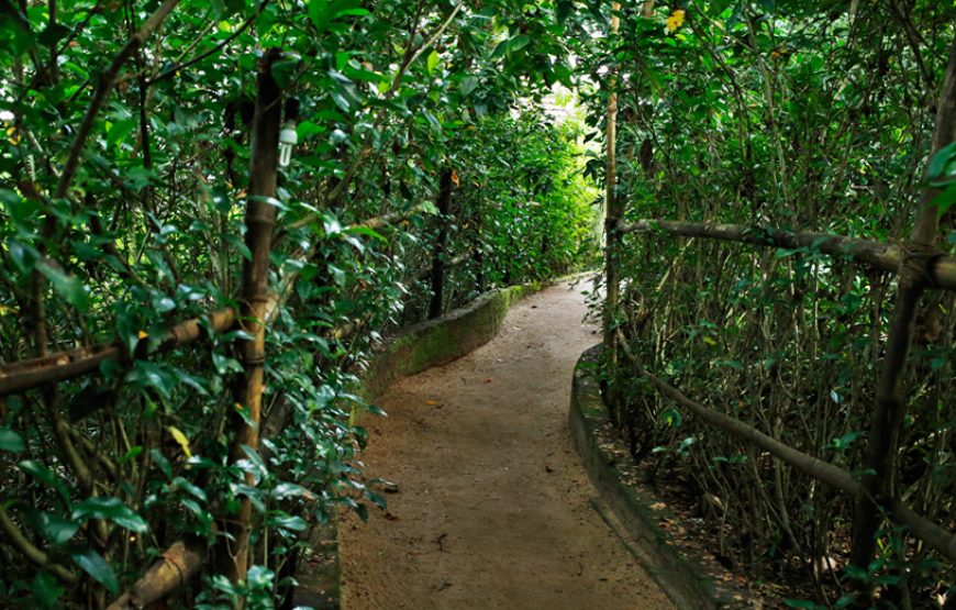 Greenish covered pathway in Alleppey Homestay Backwaters in